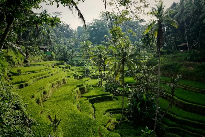 Rice terraces in Tegallalang.